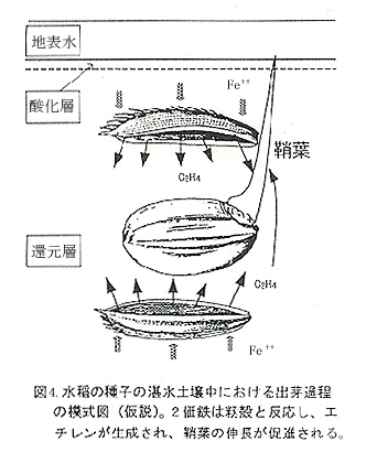 図4 水稲の種子の湛水土壌中における出芽過程の模式図（仮説）