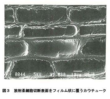図3 放射柔細胞切断表面をフィルム状に覆うカウチョーク