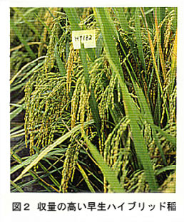 図2 収量の高い早生ハイブリッド稲