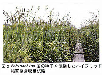 図3 Echinochloa属の種子を混播したハイブリッド稲直播き収量試験
