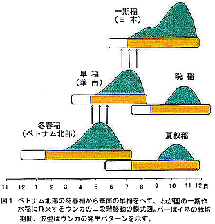 図1 ベトナム北部の冬春稲から華南の早稲をへて、我が国の一期作水稲に飛来するウンカの二段階移動の模式図