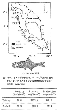 表1 マタンとメルボックの汽水域に出現するインドアイノコイワシ属稚幼魚の分布密度・現存量・生産量の比較