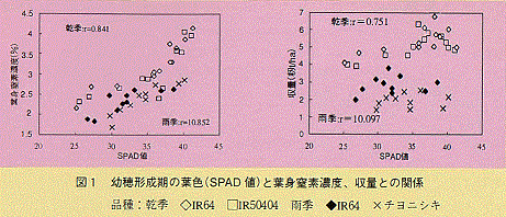 図1 幼穂形成期の葉色（SPAD値）と葉身窒素濃度、収量との関係