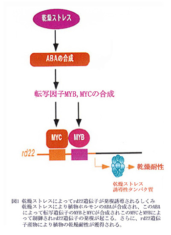 図1 乾燥ストレスによってrd22遺伝子が発現誘導されるしくみ