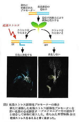 図2 乾燥ストレス誘導性プロモーターの働き