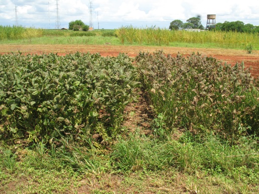 図2 育成中のさび病抵抗性大豆系統（左）と感受性栽培品種（右）