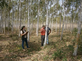 写真7　樹木の成長量調査(平成24年)