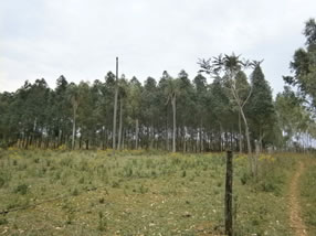 写真8　典型的な農家の植林地 (ユーカリ, 平成24年)