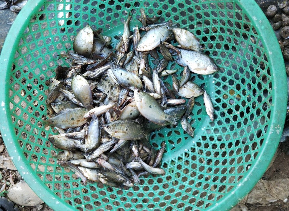 328 雑魚 ざこ の重要性 国立研究開発法人 国際農林水産業研究センター Jircas