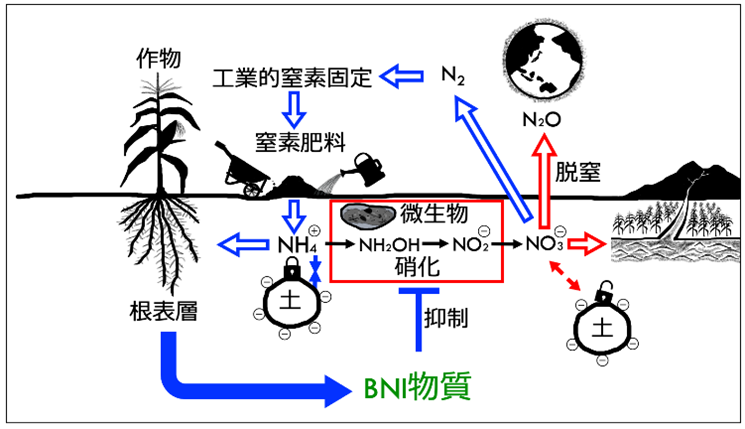 図1. 土壌中における窒素肥料の変換過程（硝化）