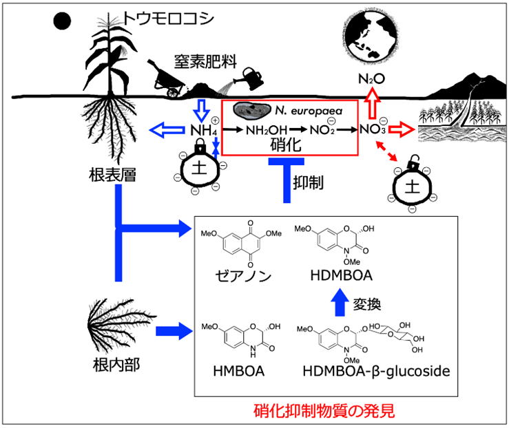 図3. 予想されるトウモロコシの生物的硝化抑制（BNI）のメカニズム
