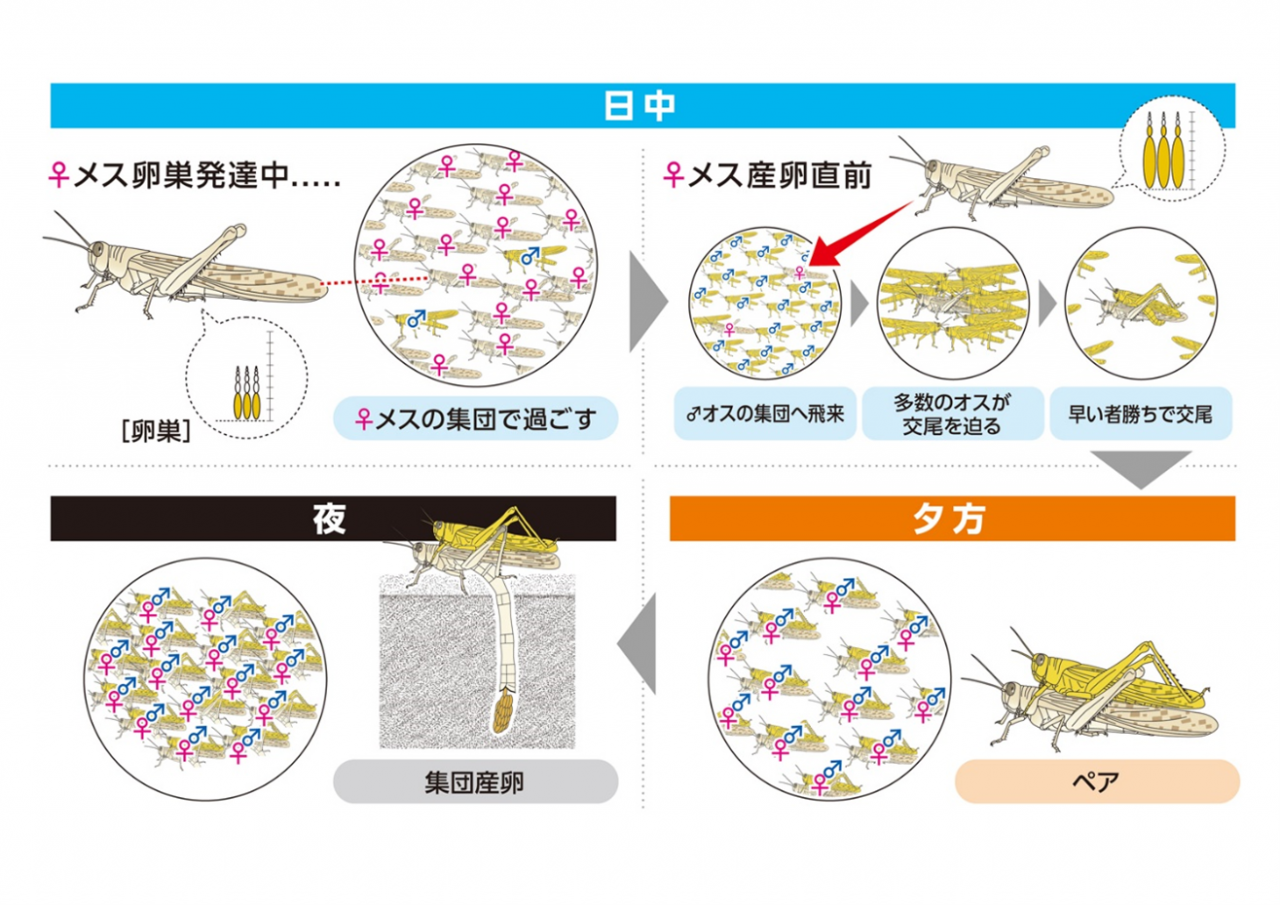 バッタ に 効く 農薬