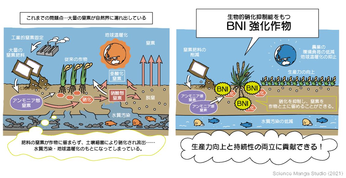 図1. 土壌中における窒素肥料の変換過程（硝化）と生物的硝化抑制（BNI）