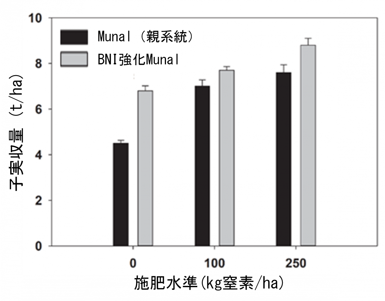 図4. BNI強化Munalの窒素施肥と収量