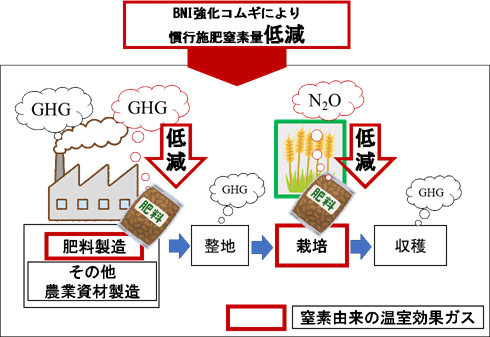 図2. BNI強化コムギによる窒素肥料由来の温室効果ガス（GHG）削減
