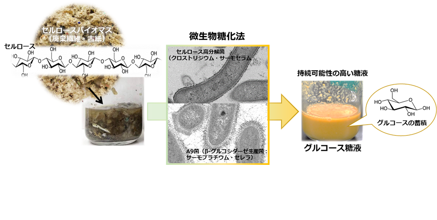 微生物の培養だけでセルロースを糖化する技術を開発―微生物糖化法で