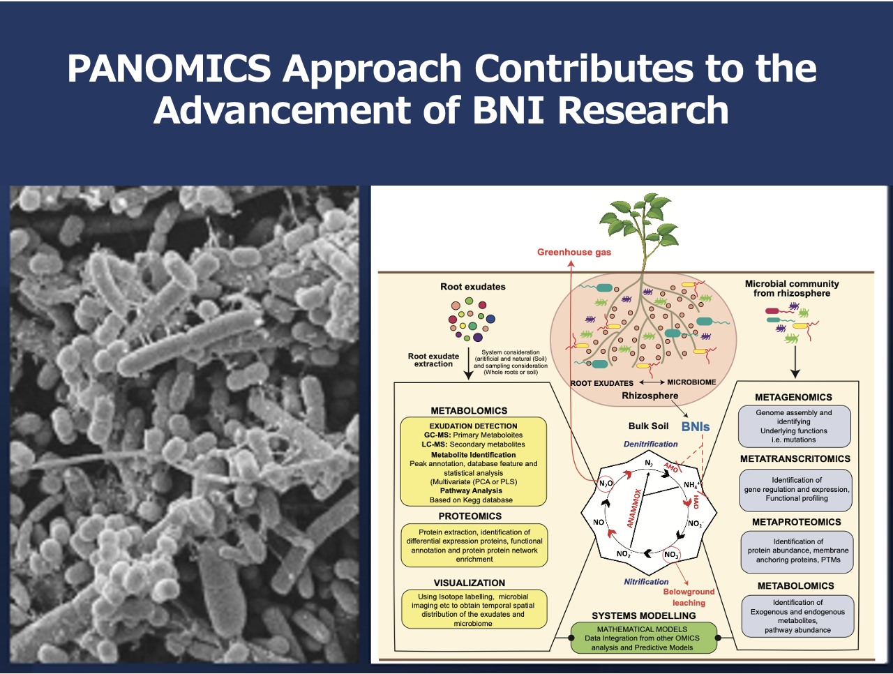 PANOMICS Approach Contributes to the Advancement of BNI Research ...