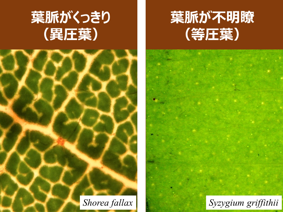 熱帯雨林樹木の葉脈構造とその機能を解明―葉脈構造の理解が環境