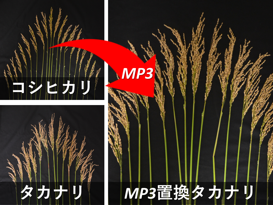 高CO2環境でイネを増収させる「コシヒカリ」由来の遺伝子を発見―気候
