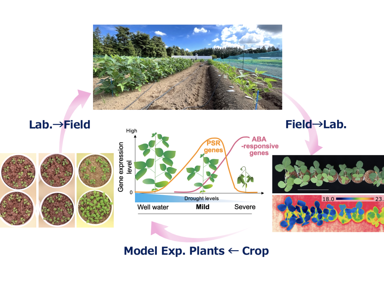 Discovery of New Drought Stress Response Mechanism in Plants ...