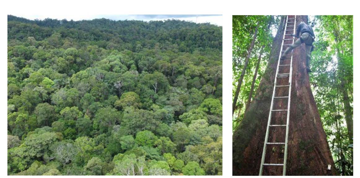 写真1. マレーシアの熱帯雨林と林冠調査の梯子