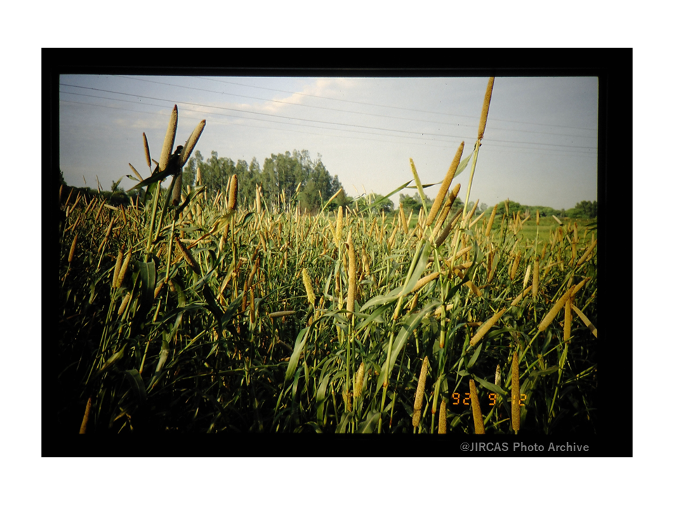 733. March 9, 2023 is Millet Day on Millet Year Japan International
