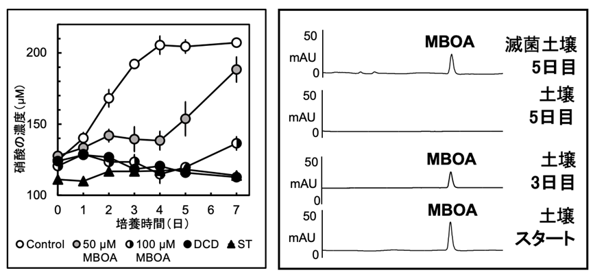 図3. 土壌培養試験におけるMBOAの硝化抑制能と安定性
