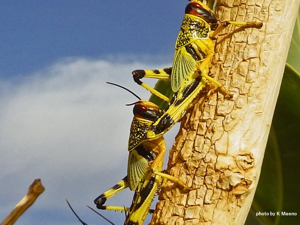 845. サバクトビバッタが脱皮中の共食いを避ける行動を解明 -農薬使用