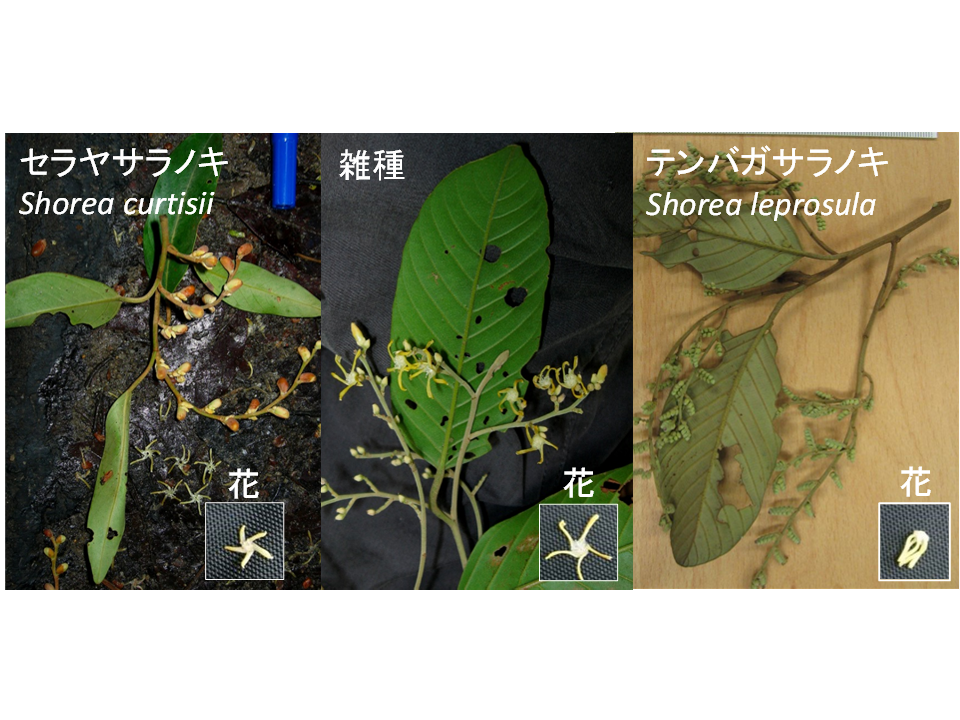 888. 熱帯雨林の樹木は雑種化することで新しい能力を身につける 888. 熱帯雨林の樹木は雑種化することで新しい能力を身につける