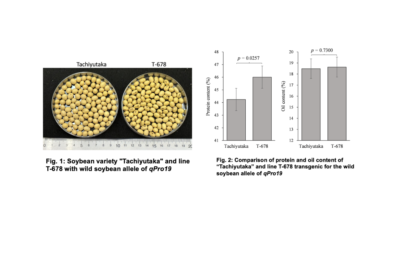 US20190218569A1 - Isolated polynucleotides and polypeptides and methods of  using same for increasing plant yield, biomass, growth rate, vigor, oil  content, abiotic stress tolerance of plants and nitrogen use efficiency -  Google Patents