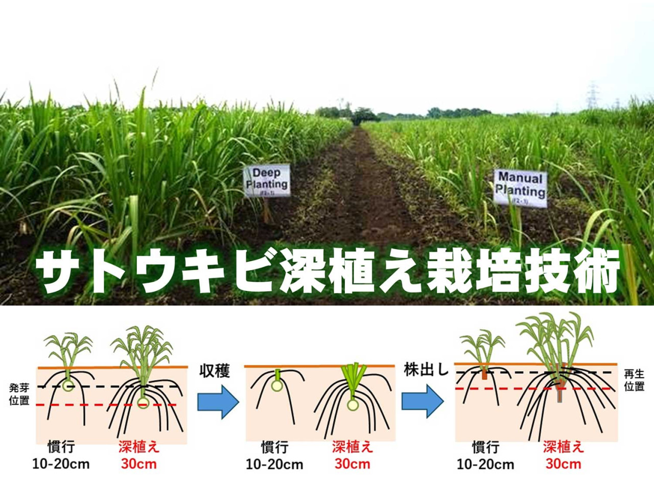 サトウキビの持続的生産性を実現する深植え栽培技術の開発―実用