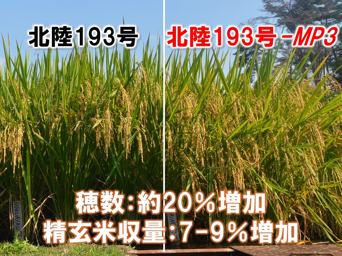 国内最多収品種「北陸193号」の収量性をさらに高めた次世代イネ系統を