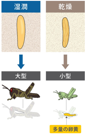 サバクトビバッタの乾燥適応戦略を解明～卵黄の温存が幼虫の生存期間を延長～