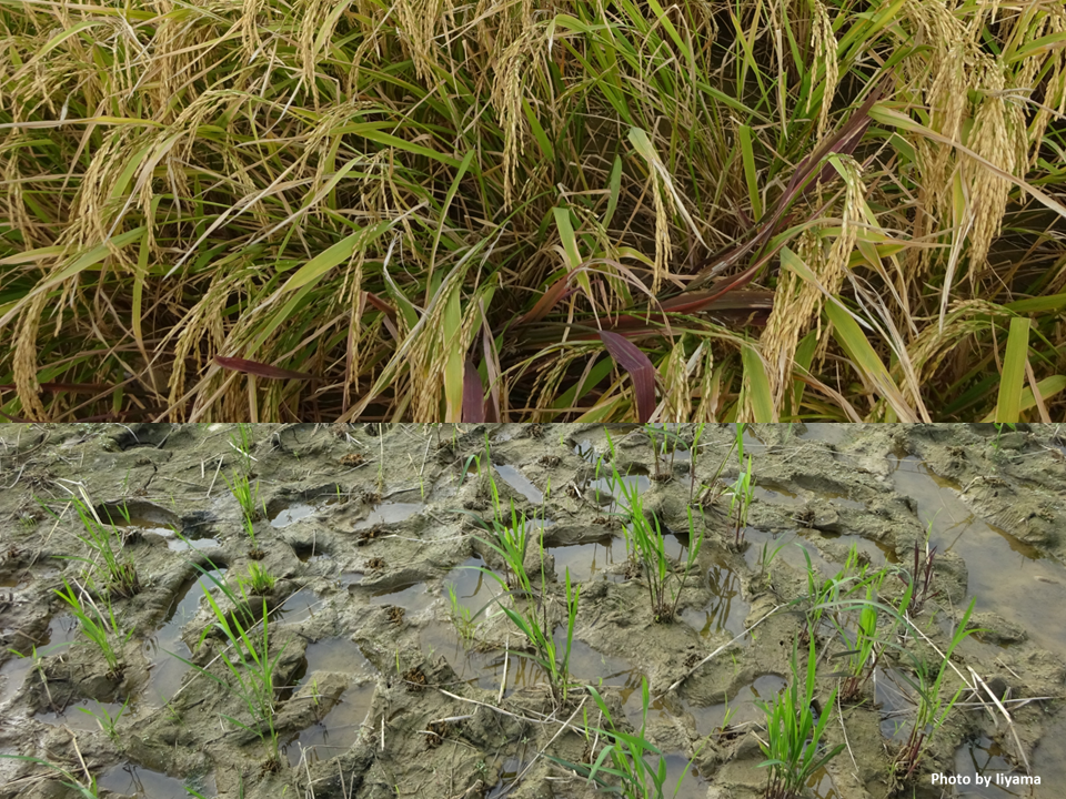 1368. Potential for Sustainable Paddy Rice Farming Systems | Japan ...