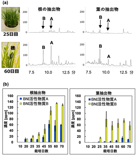 雑穀シコクビエが分泌する硝化抑制物質を初めて同定 ―低窒素条件栽培の雑穀が生み出す新規BNI天然物質を発見―