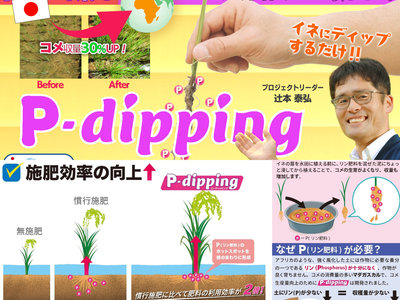 P-dipping：イネのリン利用効率を高める施肥技術 ― 紹介動画とインフォ