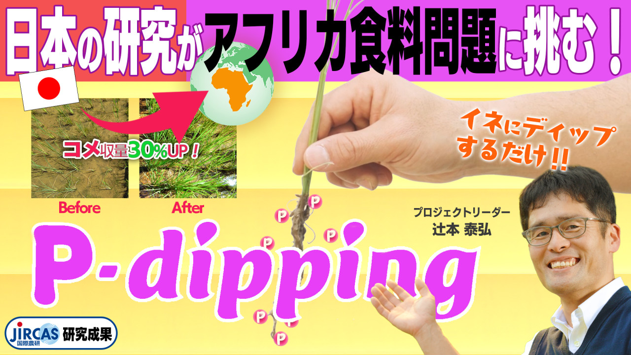 P-dipping　動画サイトのサムネイル