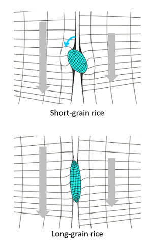 Fig. 2. Differences between short- and long-grain rice in the roll gap