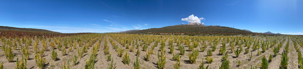 Quinoa Filed panorama3
