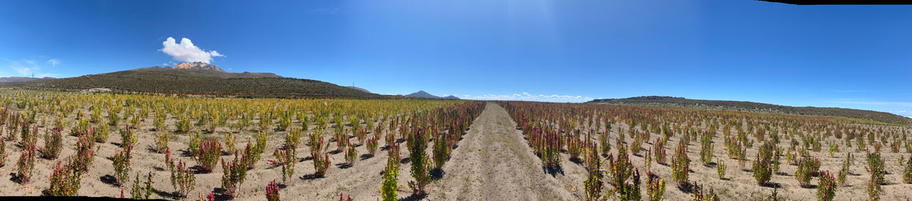 Quinoa Field panorama4