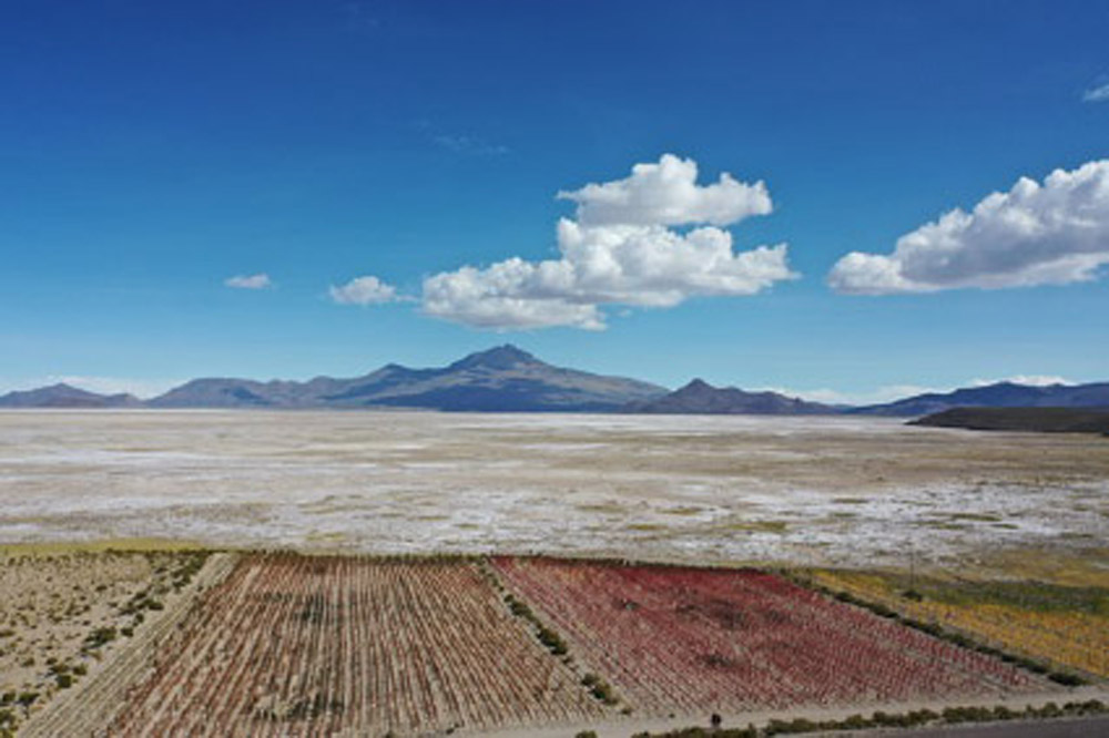 quinoa field