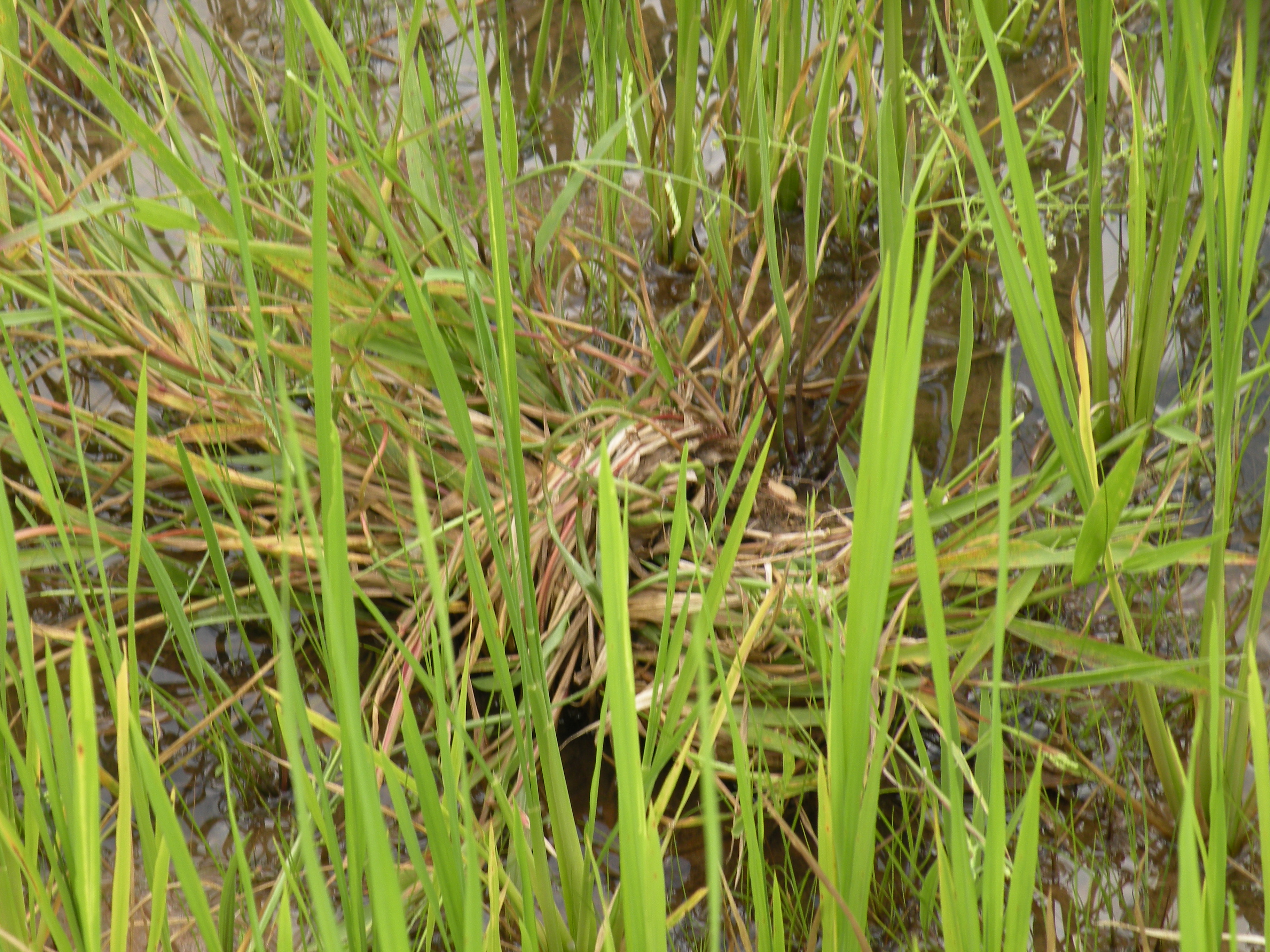 国際農研Paspalum scrobiculatum