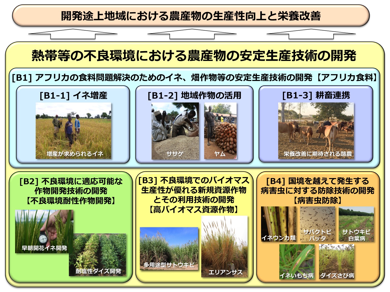 農産物安定生産 国立研究開発法人 国際農林水産業研究センター Jircas