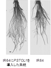図2 インド型品種IR64におけるPSTOL1の効果