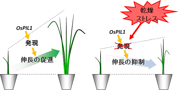 図1　乾燥ストレス条件でイネの伸長が抑制される仕組み