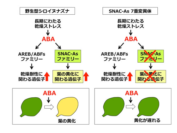 野生型シロイヌナズナとSNAC-As 7重変異体の葉を切断し、それぞれABA溶液で処理すると、野生型と比較してSNAC-As 7重変異体では、乾燥耐性に関わる遺伝子の発現は変わらないが、葉の黄化に関わる遺伝子の発現が弱くなり、葉の黄化が遅れる。