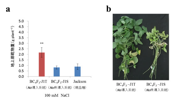 図2 戻し交雑とDNAマーカー選抜による耐塩性遺伝子Nclの感受性品種Jacksonへの導入