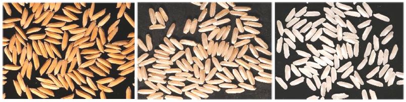 FyVary32（左から籾、玄米、白米）