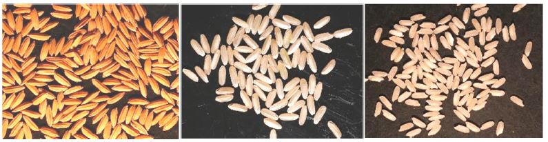 FyVary85（左から籾、玄米、白米）