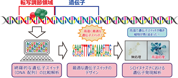 図１．高温で特異的に働く遺伝子スイッチ